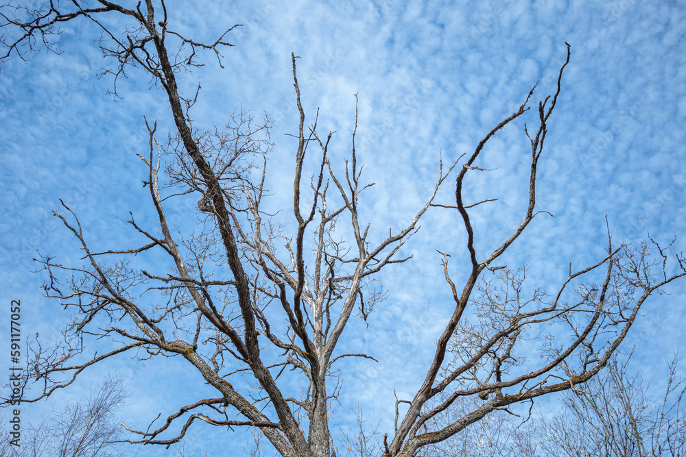 Obraz premium branches against blue sky