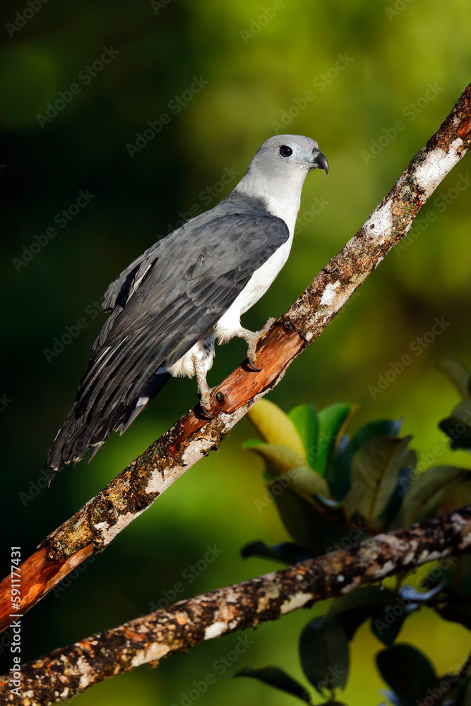 Gray-headed Kite in first morning light Gray-headed Kite in first morning light