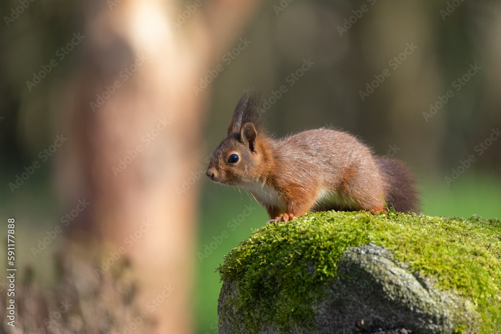 squirrel in the park squirrel in the park