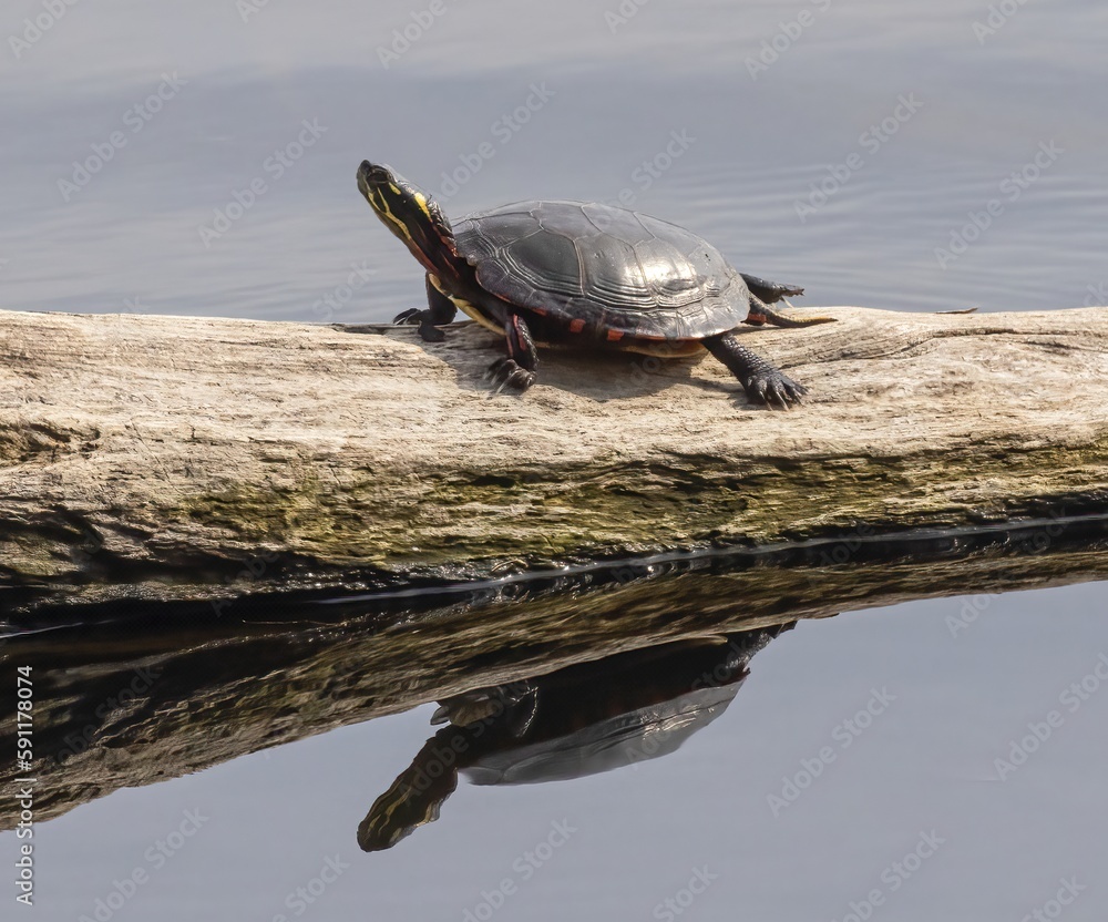 Obraz premium Turtle