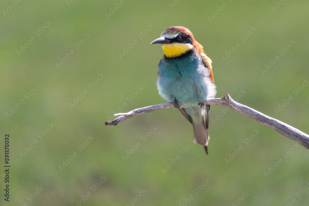 European bee eater (Merops apiaster)