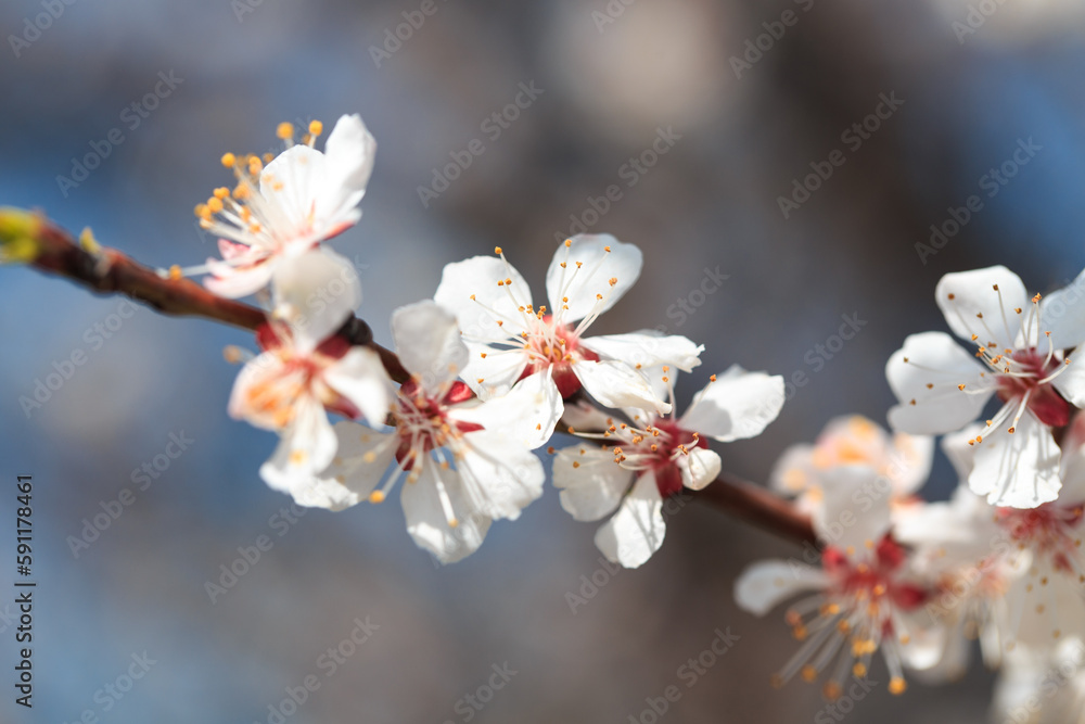 Blossom tree over nature background. spring flowers. spring background. Blurred concept. Natural background. Apricot flowers