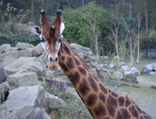 Photography giraffe in the zoo