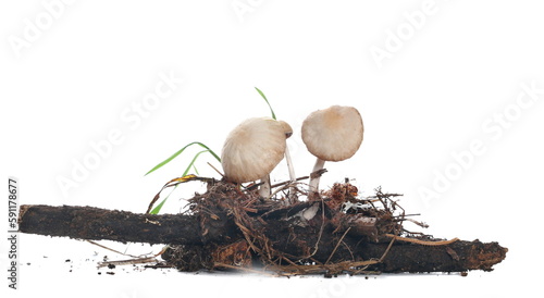 Mushrooms on rotten stump isolated on white, side view