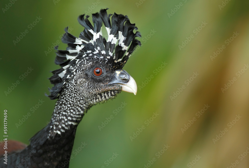 Fototapeta premium Great Curassow