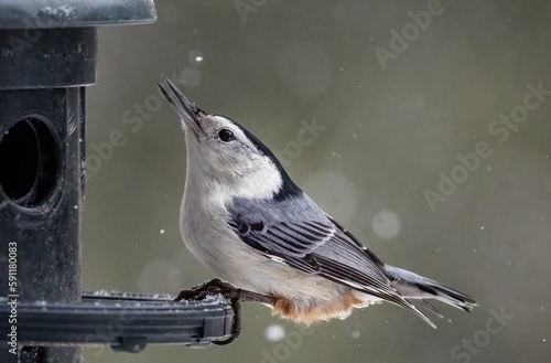 White-breasted Nuthatch photo