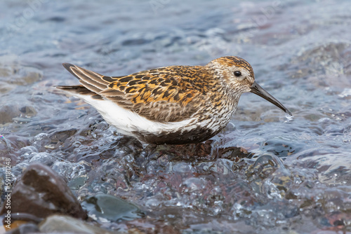 Dunlin - Calidris alpina - wading in water. Photo from Nesseby at Varanger Penisula in Norway