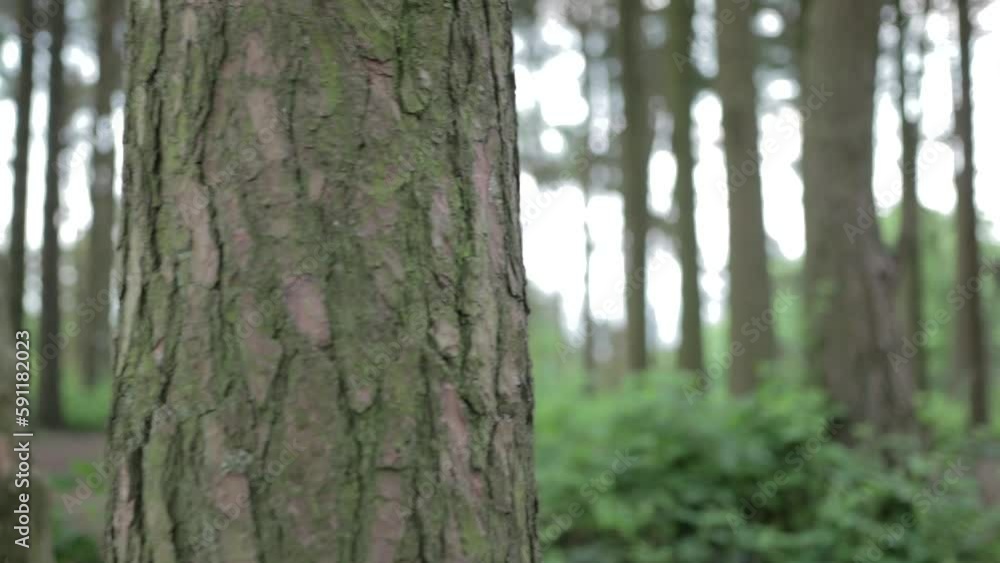 walking through the woods around the Trees and through a clearing walking through the woods around the Trees and through a clearing