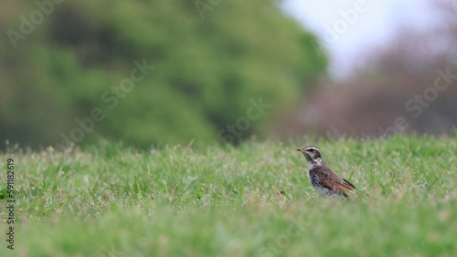 草むらでエサを探すツグミ