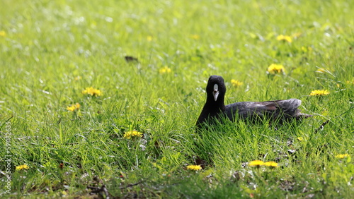 草むらからこちらを見つめるオオバン