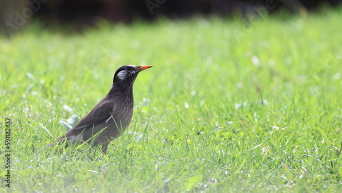 草むらから遠くを見つめるムクドリ
