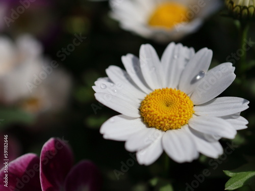 白いマーガレットの花