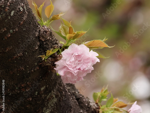 幹から咲いたピンク色の花