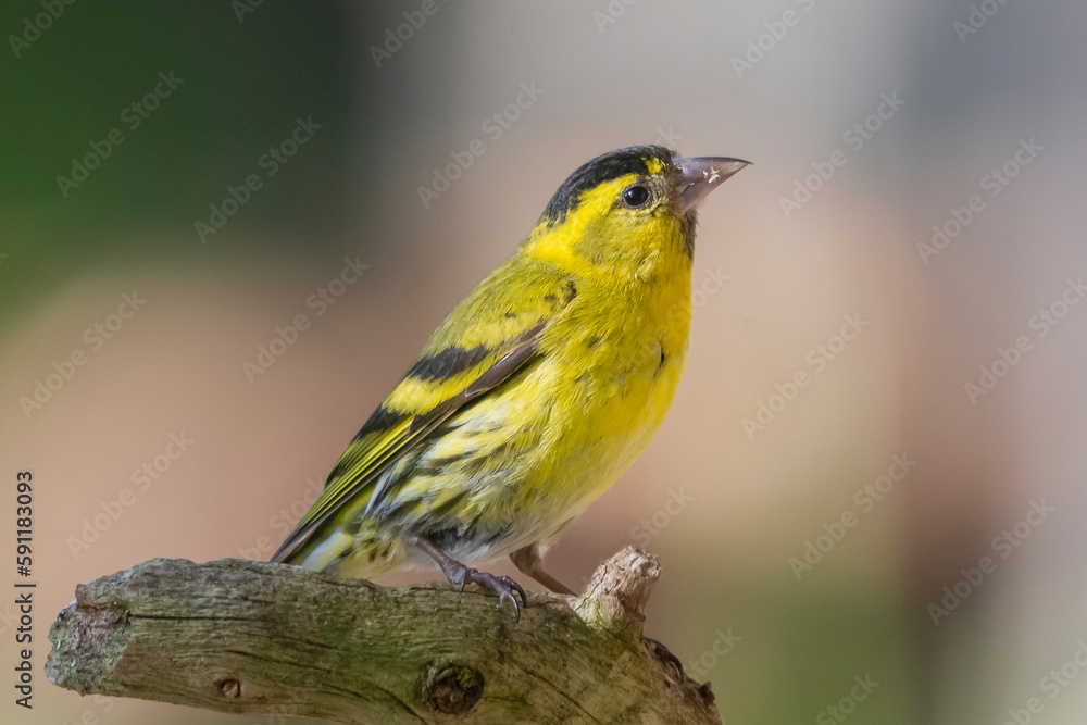 Eurasian siskin - Spinus spinus - perched with colorful background. Photo from Kaamanen, Lapland in Finland.