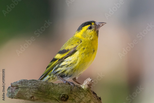 Eurasian siskin - Spinus spinus - perched with colorful background. Photo from Kaamanen, Lapland in Finland.