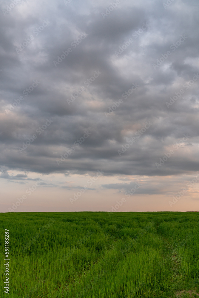 .Green meadows with sunset sky and clouds background..Background image of lush grass field and dark sunset sky and clouds