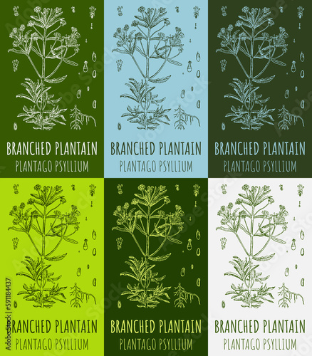 Set of drawings BRANCHED PLANTAIN in different colors. Hand drawn illustration. Latin name PLANTAGO PSYLLIUM. photo