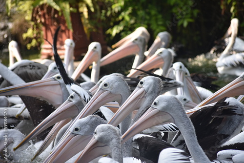 The Australian pelican, Pelecanus conspicillatus is a large waterbird in the family Pelecanidae