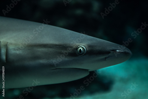 Grey Reef Shark (Carcharhinus Amblyrhynchos) In Brest Aquarium Oceanopolis In Brittany, France