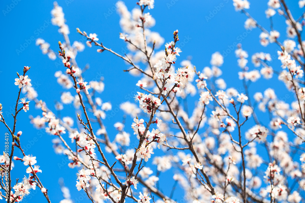 Blossom tree over nature background. spring flowers. spring background. Blurred concept. Natural background. Apricot flowers