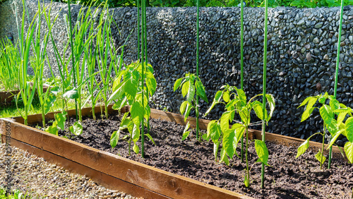 Young bell pepper plants grow in a DIY raised bed after rain. Growing vegetables on raised wooden beds in a vegetable home garden. Seedlings staked to the plastic support. How to stake garden plants.
