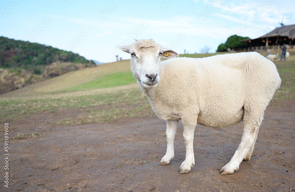 Pregnant female sheep are foraging in the meadow bright blue sky in the background. Fluffy sheep coridel stand on the ground near green grass in the farm. It is four-legged animal that chews cud

