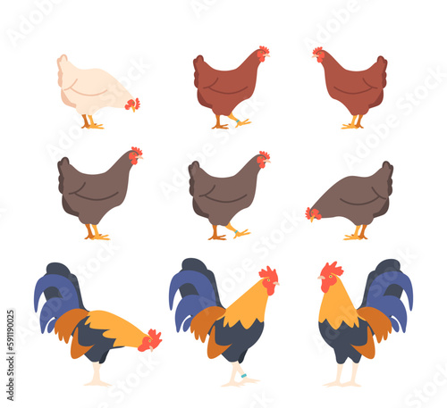 Set Of Poultry Birds Chicken And Rooster. Natural Farm Image Captures The Essence Of Rural Life Promoting Farm Products
