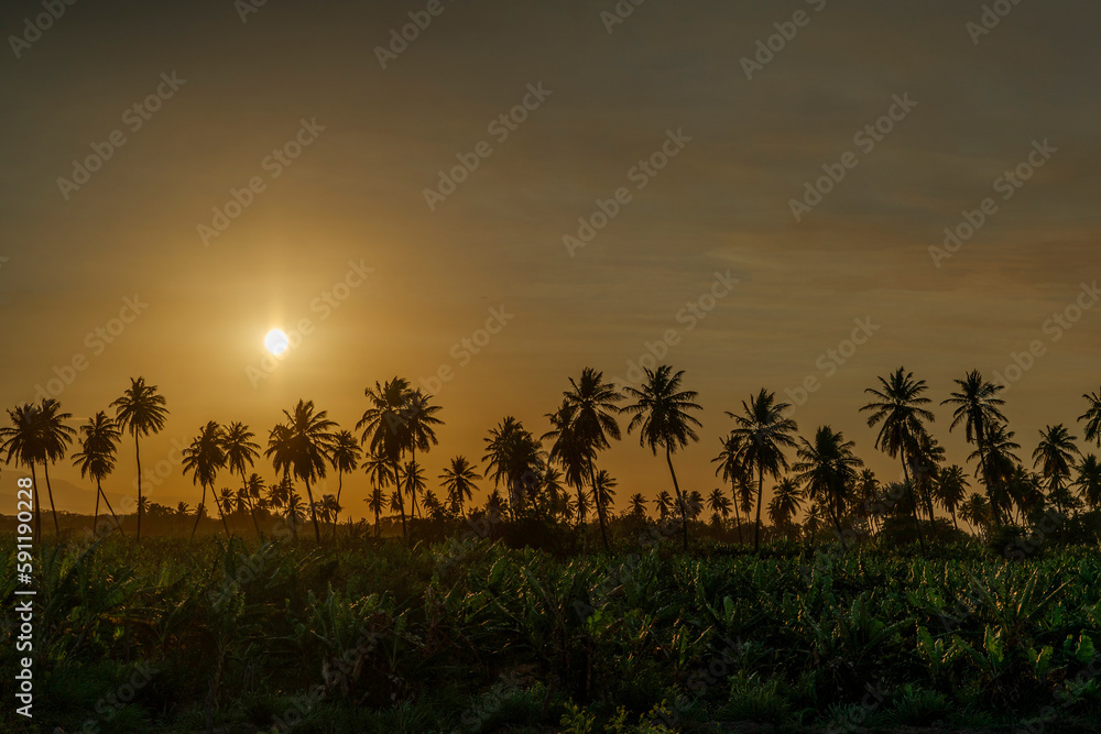 Coconut palms at sunset. Caribs.