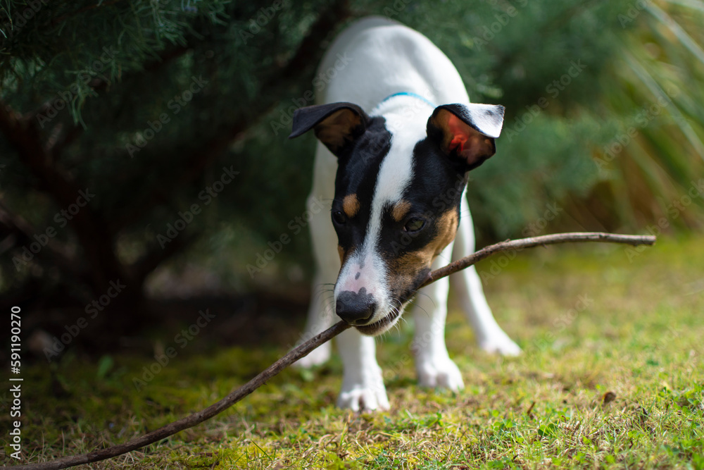 Adorable puppy playing with a stick in nature Adorable puppy playing with a stick in nature