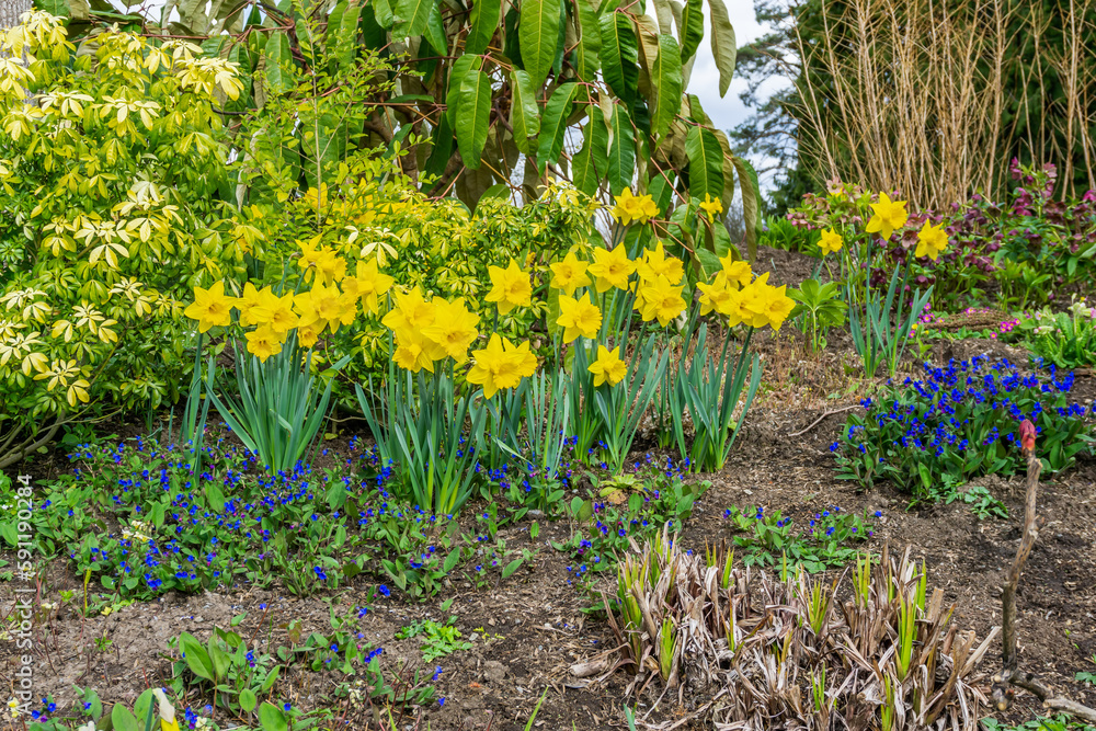 Fototapeta premium Bellevue Park Early Spring Daffodils 2