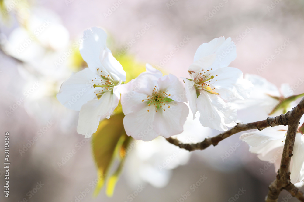 背景が美しい桜の花（カンザキオオシマ）