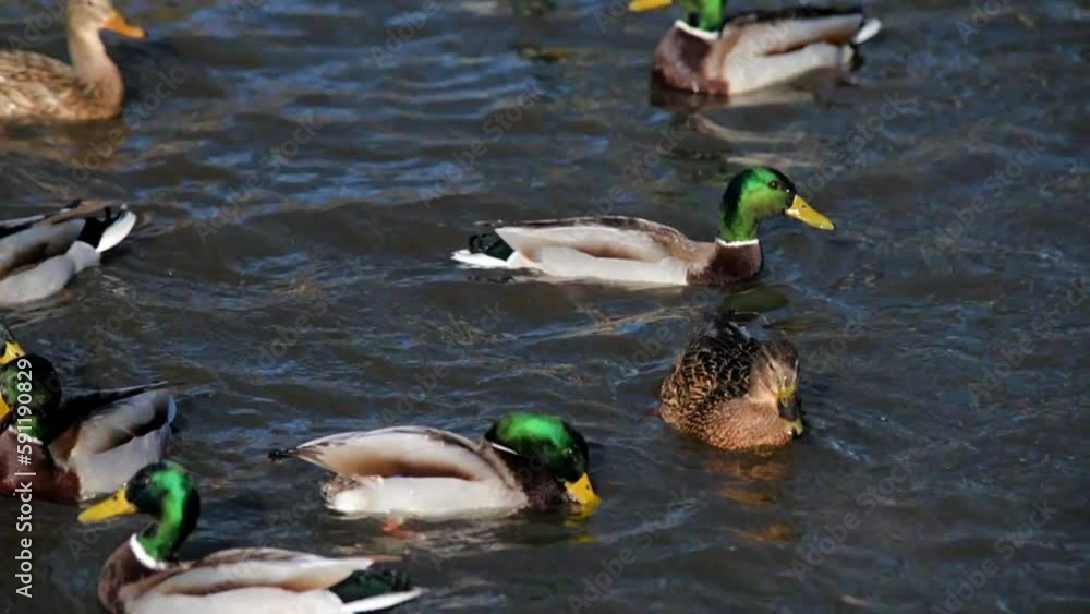 Wild ducks swim in the lake
Wild ducks swim in the lake