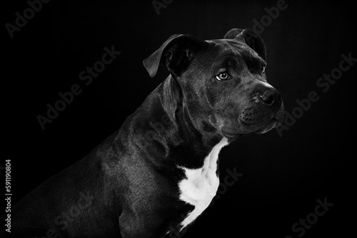 A dog sits very calmly in the studio in front of the camera