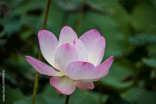 Purple water lilly on water background with leaves and it s bud.