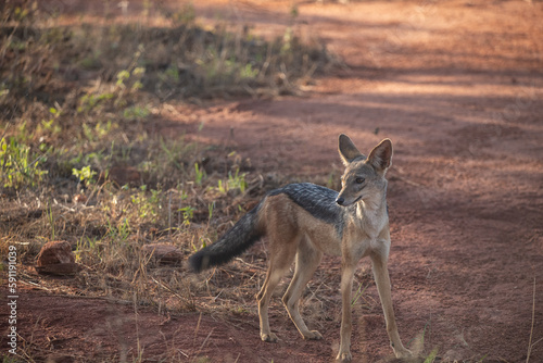 A typical picture on Sadfari through the different safari and national parks in Kenya Africa. Wildlife in the savanna.