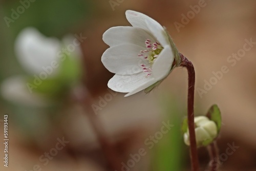 Weißling des Leberblümchens (Hepatica nobilis)