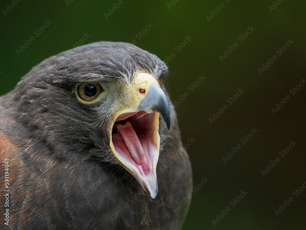 Obraz premium red tailed hawk