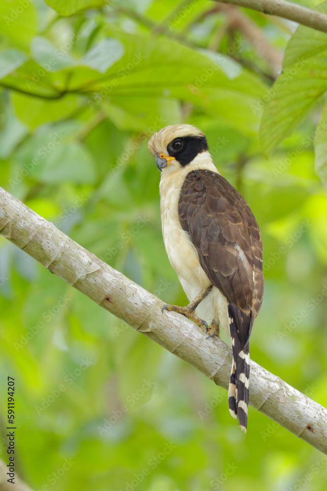 Laughing Falcon Laughing Falcon