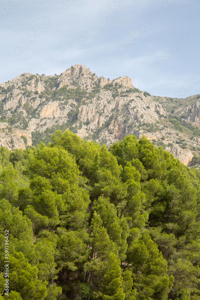 Trees and Peaks in Aixorta Mountain Range; Guadalest; Alicante; Spain