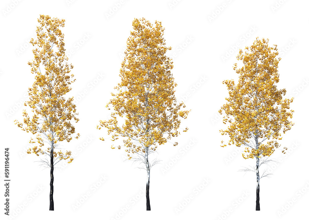 Populus tremuloides, quaking aspen, trembling aspen, American aspen, trembling poplar, white poplar, popple, golden aspen, mountain aspen, light for daylight, easy to use, 3d render, isolated