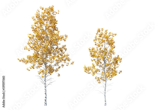 Populus tremuloides, quaking aspen, trembling aspen, American aspen, trembling poplar, white poplar, popple, golden aspen, mountain aspen, light for daylight, easy to use, 3d render, isolated