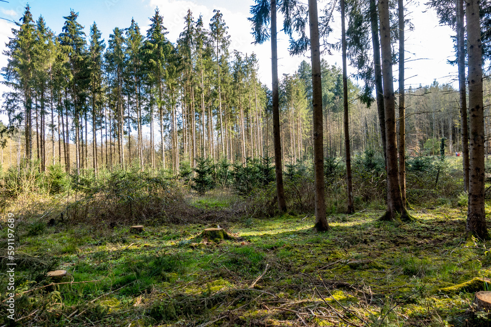 Neuanpflanzung nach Abholzung im Mischwald Neuanpflanzung nach Abholzung im Mischwald