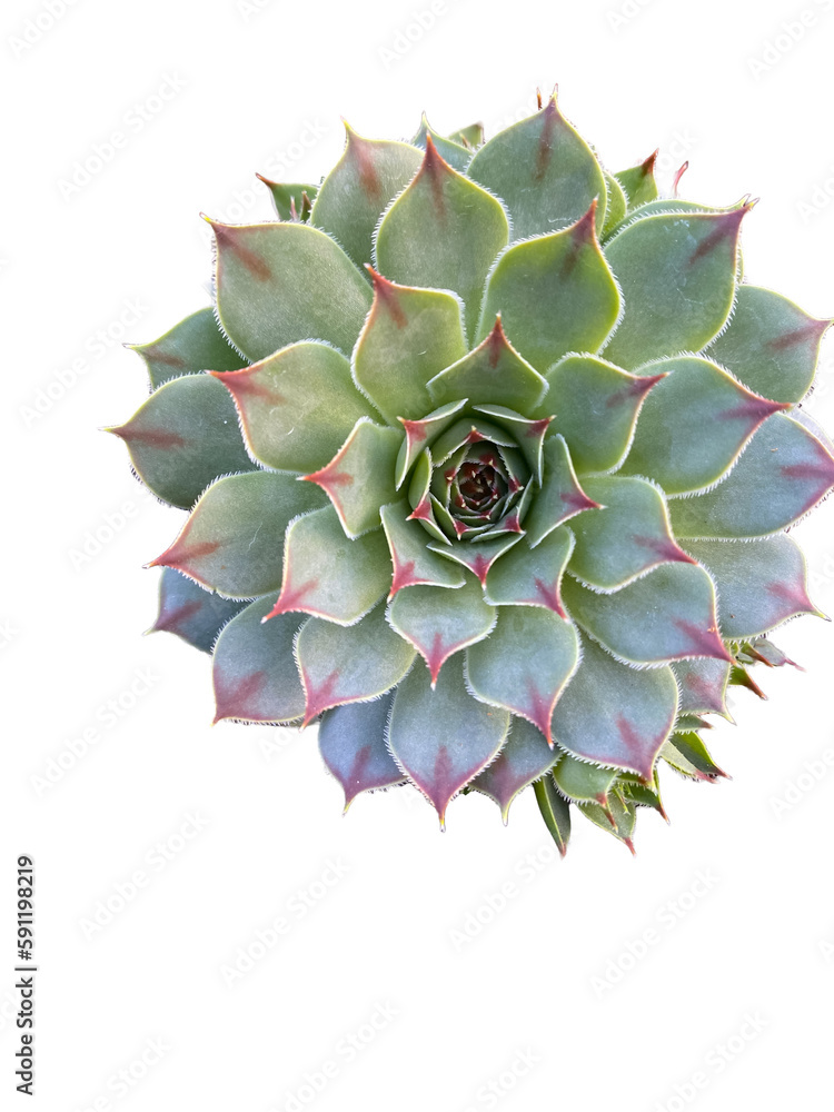 plantas suculentas, sedum, aloe, echeveria, crassula plantas suculentas, sedum, aloe, echeveria, crassula