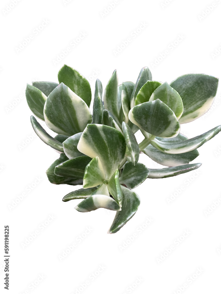 plantas suculentas, sedum, aloe, echeveria, crassula plantas suculentas, sedum, aloe, echeveria, crassula