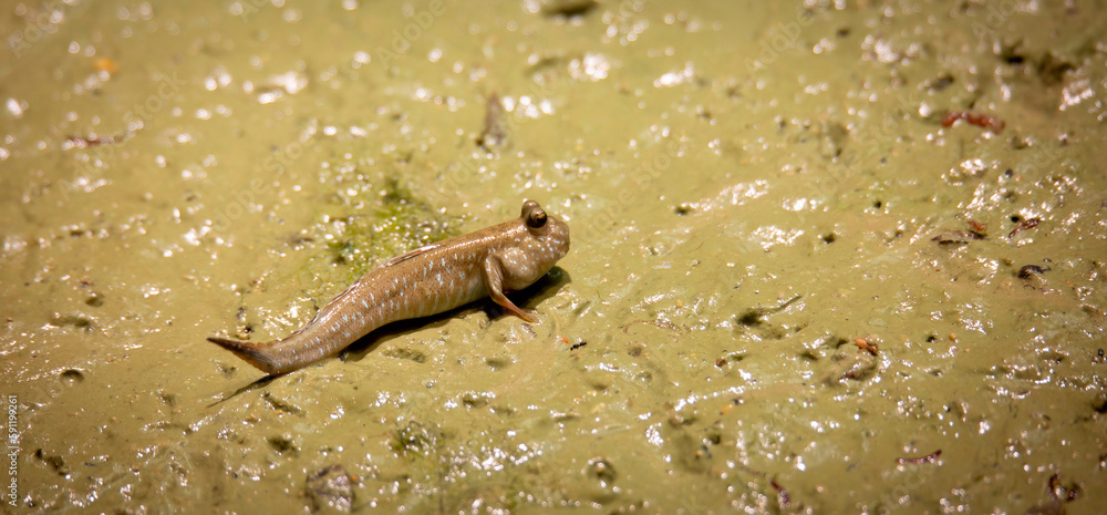 Periophthalmus barbarus crawls over the sand and mud and courtes himself and looks for a partner.