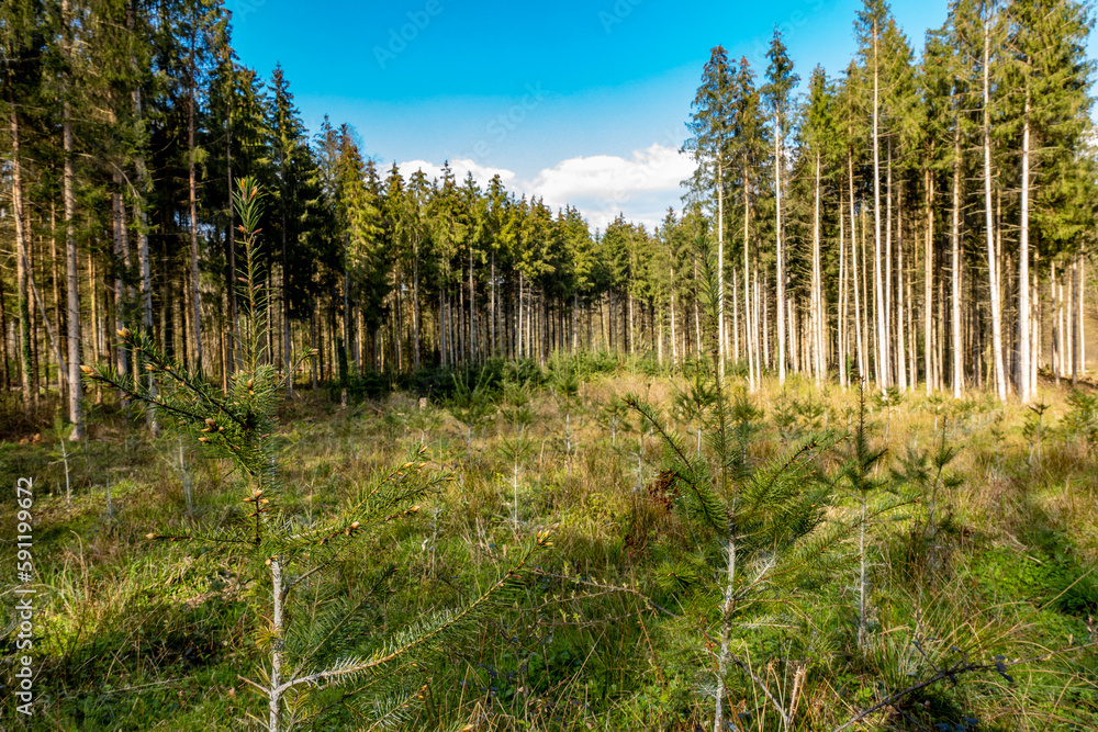 Neuanpflanzung nach Abholzung im Mischwald Neuanpflanzung nach Abholzung im Mischwald