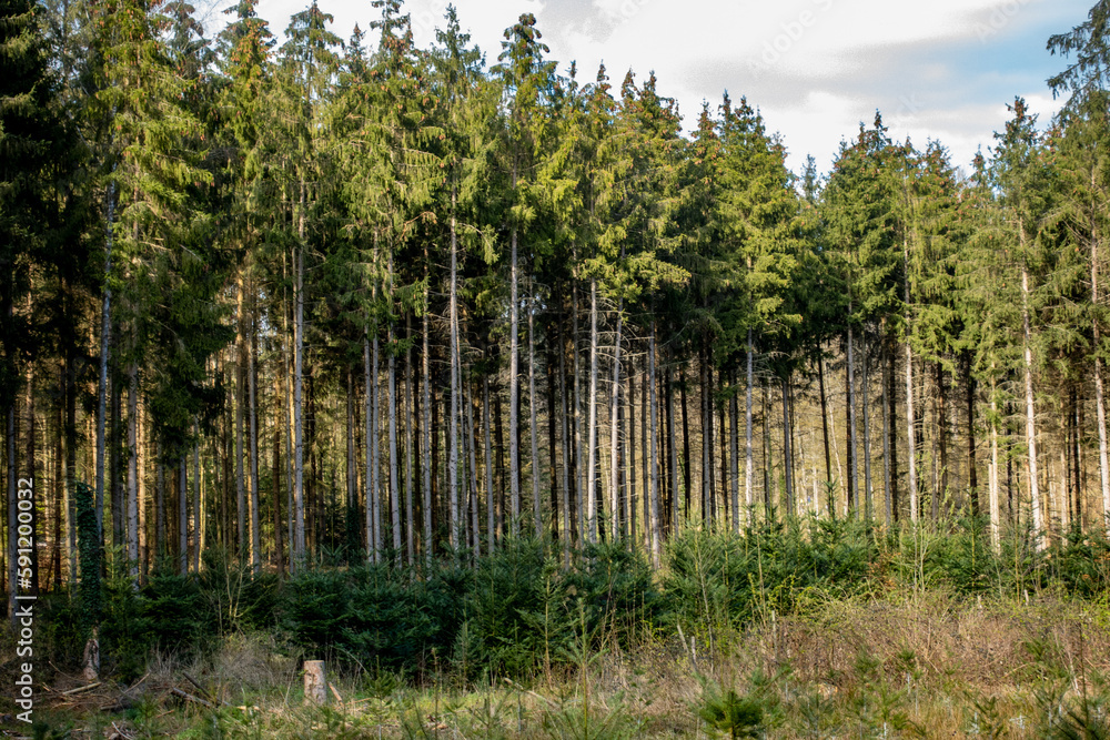 Neuanpflanzung nach Abholzung im Mischwald Neuanpflanzung nach Abholzung im Mischwald