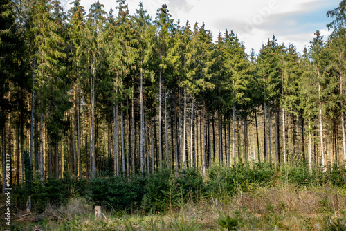 Neuanpflanzung nach Abholzung im Mischwald © focus finder