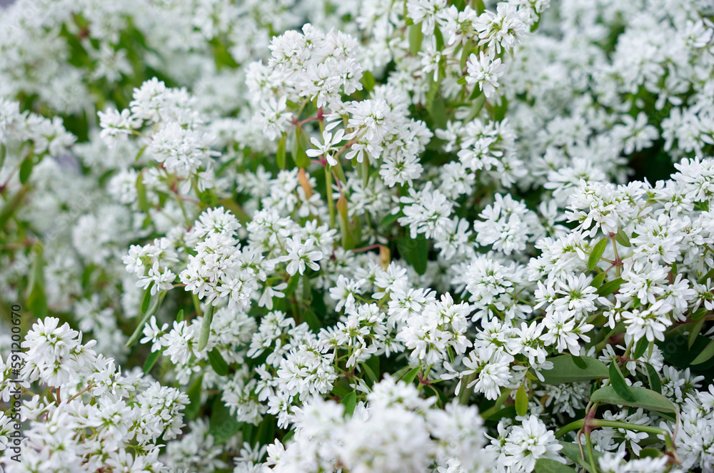 Background of white snowy Euphorbia hypericifolia bushes