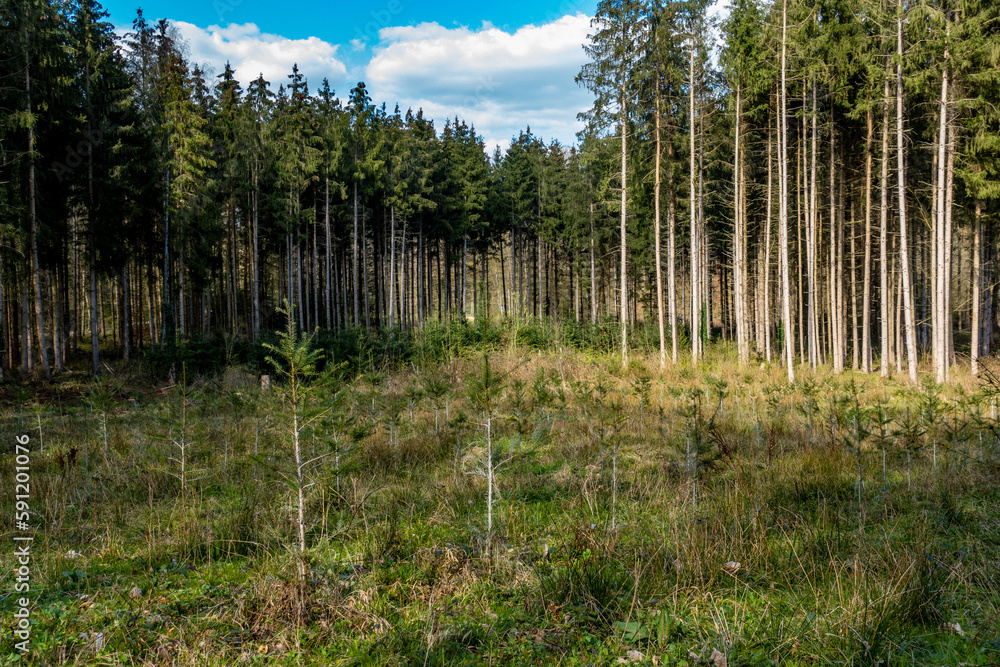 Neuanpflanzung nach Abholzung im Mischwald Neuanpflanzung nach Abholzung im Mischwald